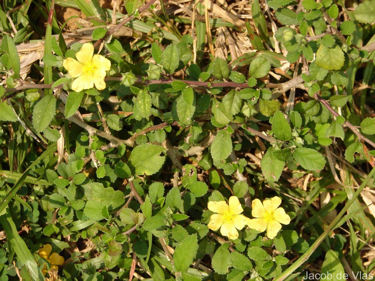 Sida rhombifolia subsp. alnifolia (L.) Ugbor.